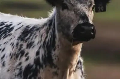 Animal-Based Diet: What It Is & Why It’s the Key to Optimal Health