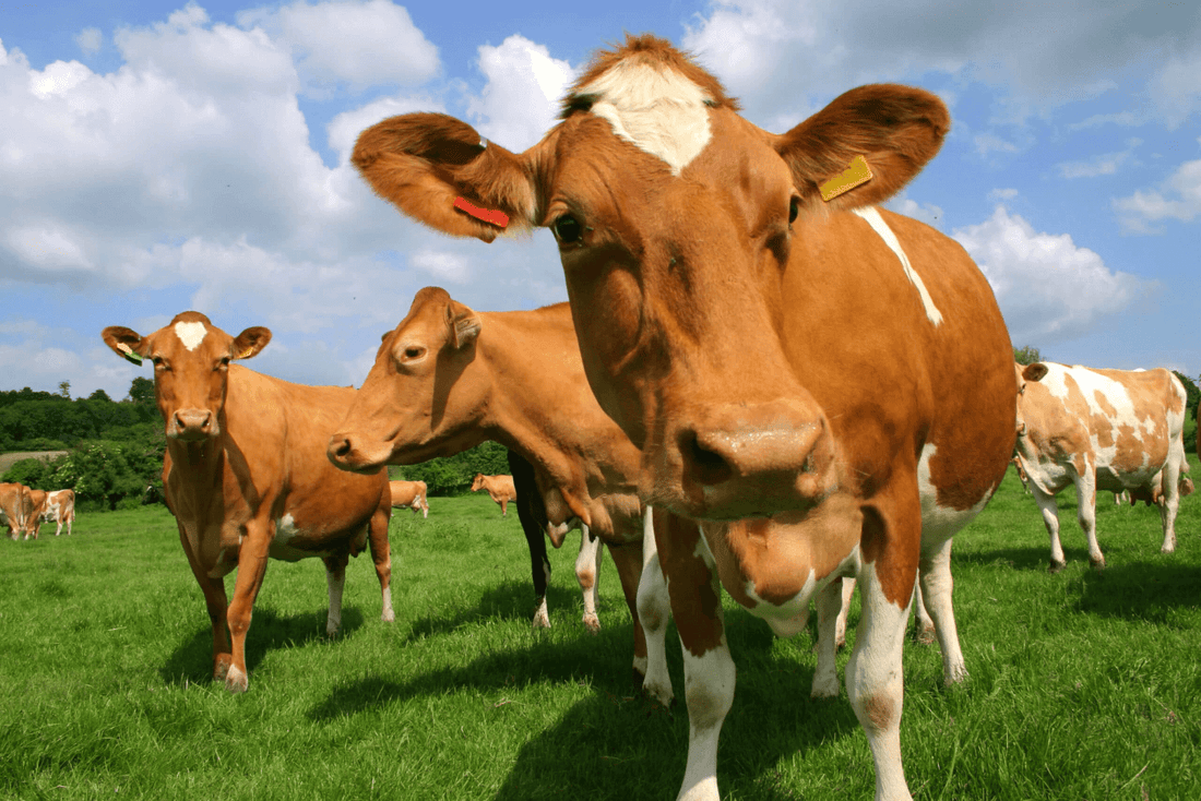 bovaer in beef