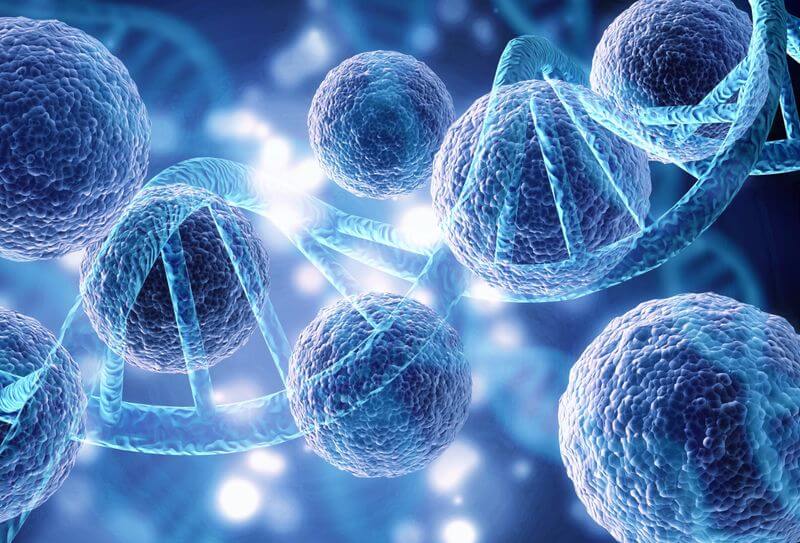Peptides and Bioregulators in Beef Organs