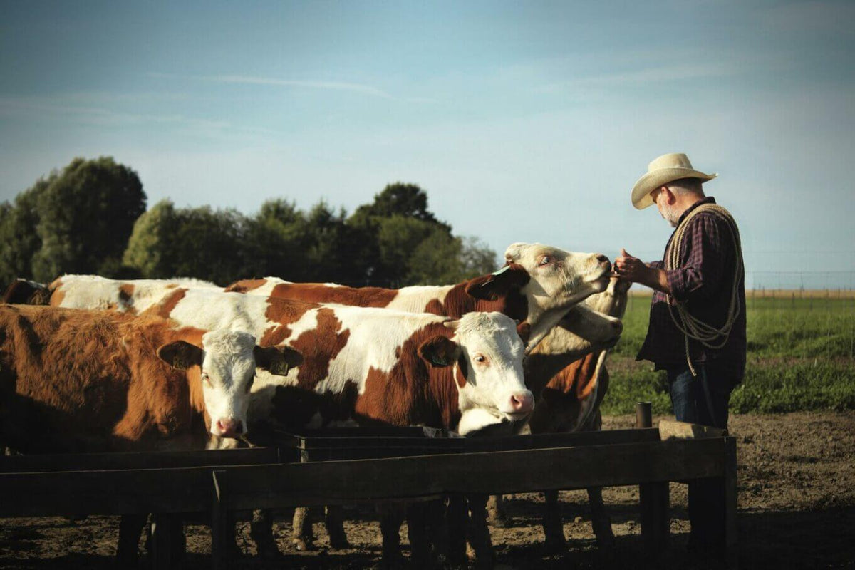 Regenerative Agriculture: A Sustainable Farming Practice