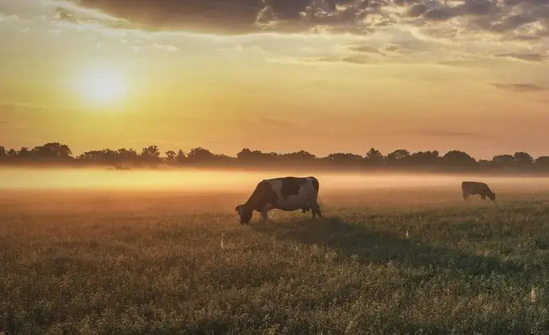 The Environmental Benefits of Ancestral Eating