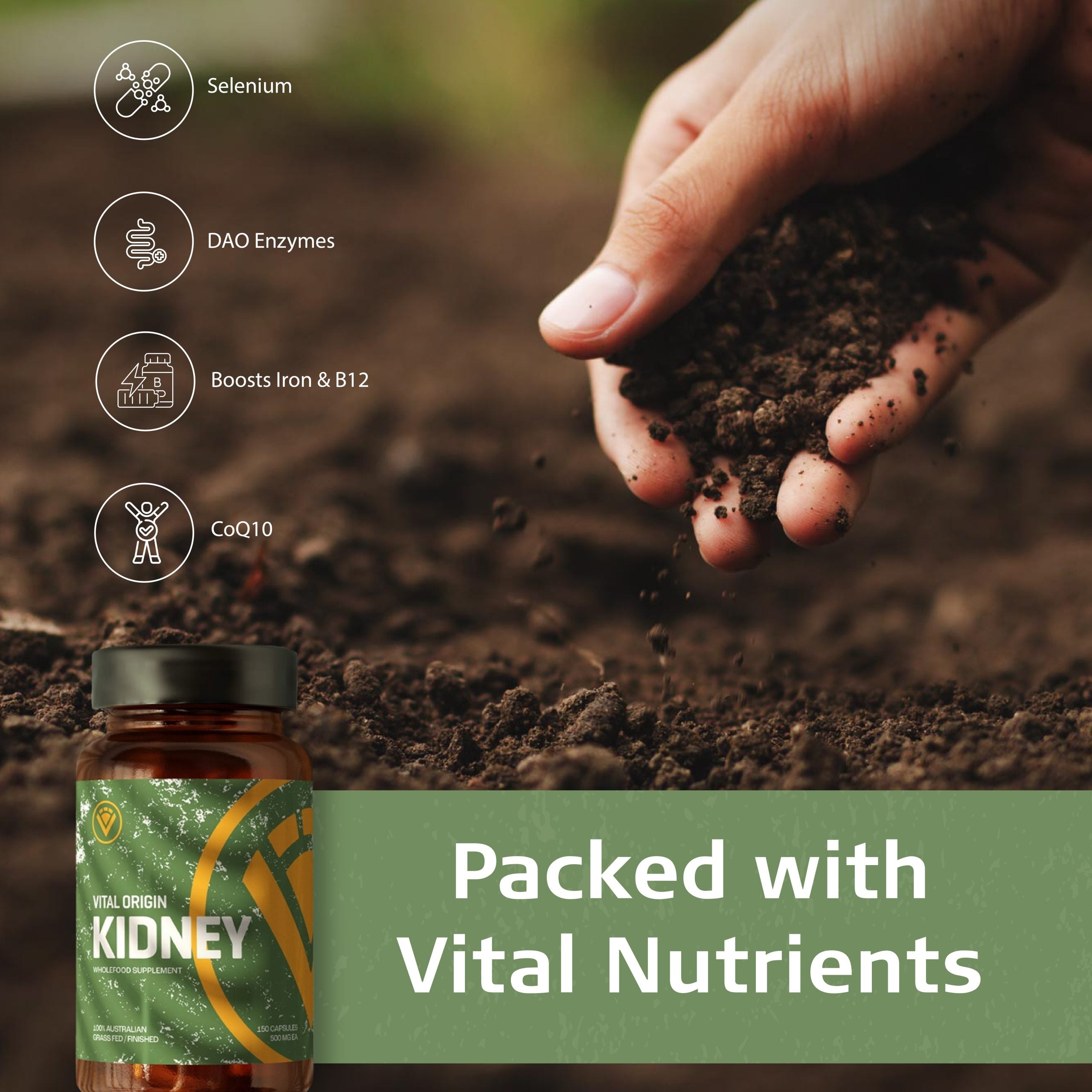 nutrients in beef kidney