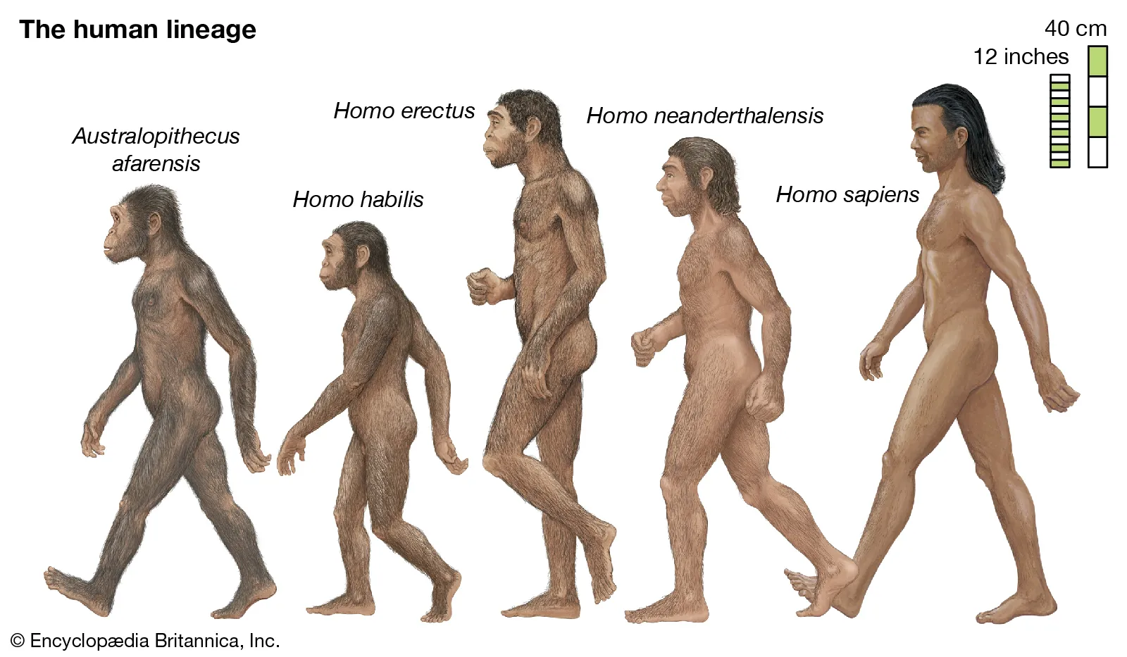 Examples of early Hominids
