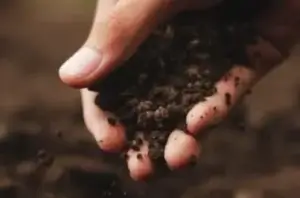 SUSTAINABLITY