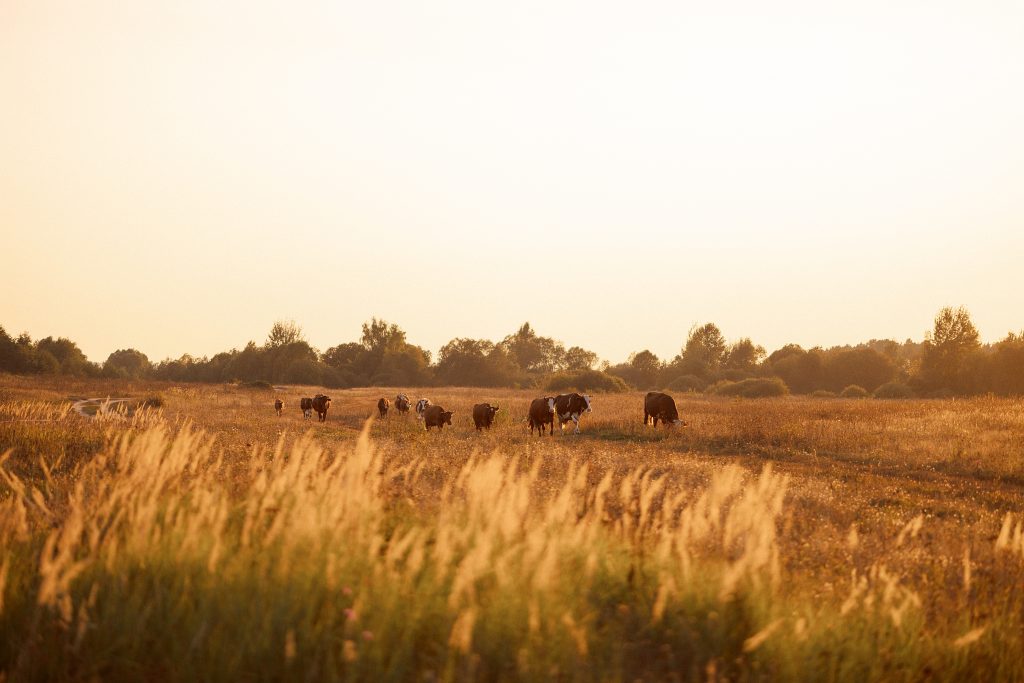 beautiful cattle grazing in a pasture at sunset 2025 03 09 00 51 15 utc
